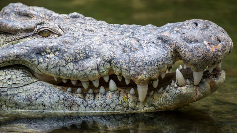 Un grupo de científicos identificó huellas que podrían explicar que los cocodrillos caminaban en dos patas.
