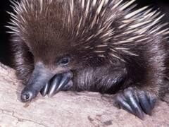 Increíble hallazgo: descubren a uno de los 5 guardianes de esta especial rama del "árbol de la vida"