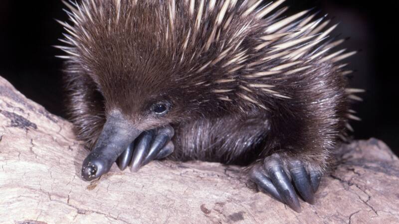 Increíble hallazgo: descubren a uno de los 5 guardianes de esta especial rama del "árbol de la vida".