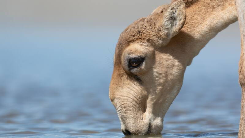 La caza furtiva por la demanda de sus cuernos ha sido una de las principales amenazas para la especie.