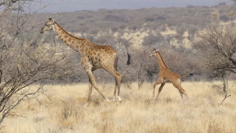 La genética de las jirafas parece ser la respuesta, según la ciencia.