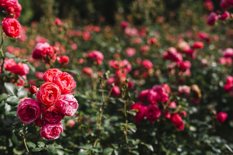 Incorporar materia orgánica disminuye la necesidad de productos químicos. (Foto: Freepik.es)