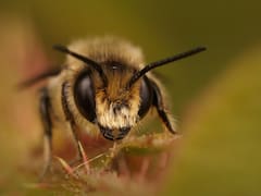La miel sagrada que usaban los mayas para sanar: conoce este tesoro oculto en una abeja originaria de México