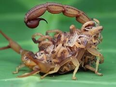 Descubren el primer escorpión capaz de "rociar" su propio veneno en Sudamérica: por qué su hallazgo es valioso para los científicos