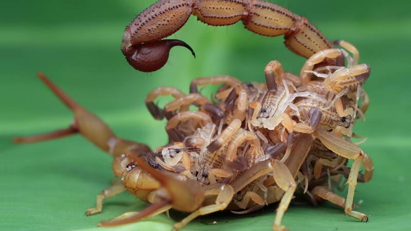 Los escorpiones inyectan su veneno a modo de defensa. Pero la nueva especie descubierta lo rocía.