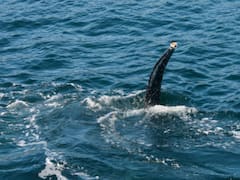 Hallazgo sin precedentes: encuentran ejemplares de una especie que se creía extinta hace casi 100 años