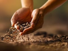 Oro de los dioses: la semilla colmada de omega-3, proteína y calcio que ataca el colesterol y ayuda a perder peso