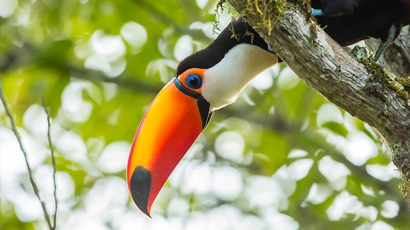 La Estación de Cría de Animales Silvestres (ECAS) se encargó de retirar al ave de la fábrica. (Fuente: Freepik)