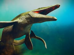 Sorprendente hallazgo: encuentran restos de un antiguo depredador que habitó los mares hace más de 25 millones de años