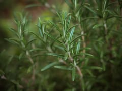 Romero: cómo cuidar en tu huerta esta planta aromática que también tiene múltiples beneficios para la salud
