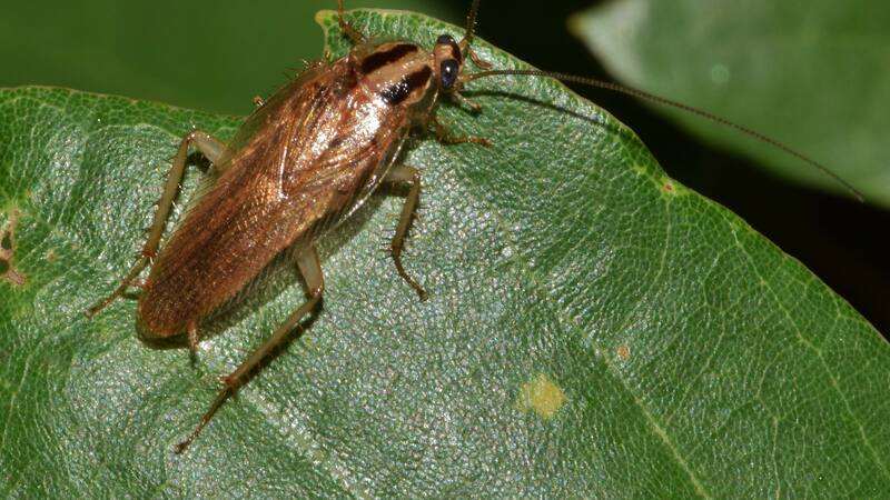 Esta especia común de tu cocina mantiene tu hogar libre de estos insectos indeseables.