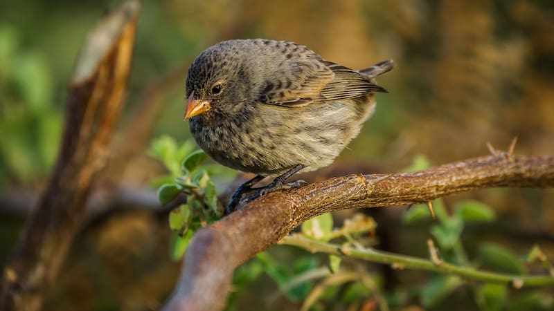 Avistaron a una de las aves más poderosas de Sudamérica: una nueva especie con un linaje único e irrepetible.