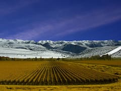 Este restaurante mendocino ofrece cocina de autor en medio de sus bodegas de vinos orgánicos