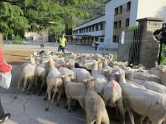 Inscriben en Francia a 15 ovejas en una escuela rural para evitar el cierre