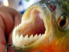 Las palometas ahora atacaron a bañistas en la costa de Vicente López