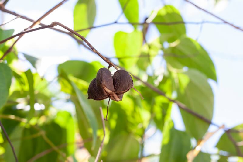 Entre los beneficios que aporta a la salud se destacan sus propiedades antioxidantes, su capacidad de funcionar como tratamiento para diversas afecciones y su rico contenido en vitaminas. Fuente: Canva.