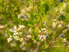 La fruta medicinal que el oftalmólogo no quiere que sepas: mejora la visión y calma la irritación