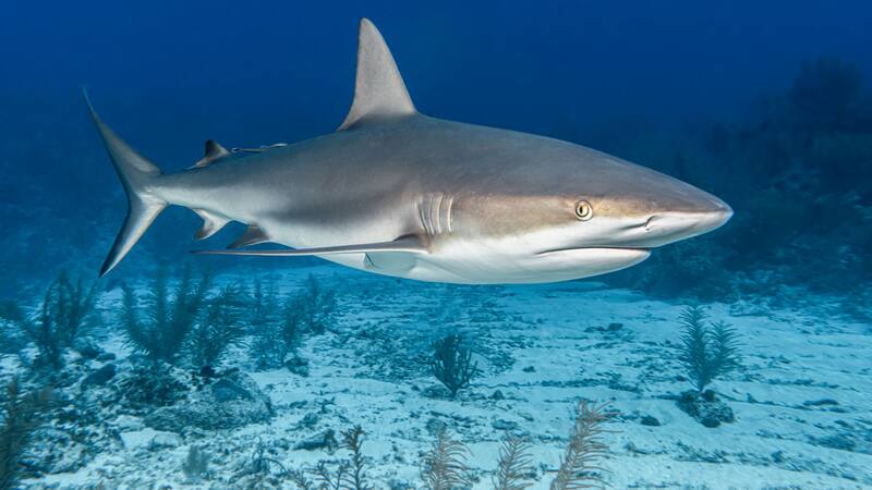 El tiburón más longevo conocido puede vivir más de 400 años, lo que lo convierte en uno de los animales más antiguos del planeta.
