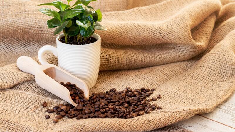Los restos de café pueden ser aliados para mejorar la salud de una planta.
