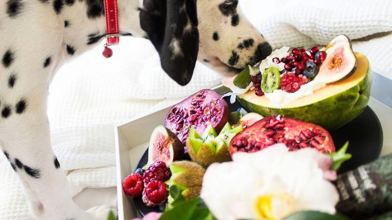 Las frutas ofrecen una amplia gama de beneficios nutricionales para estas mascotas