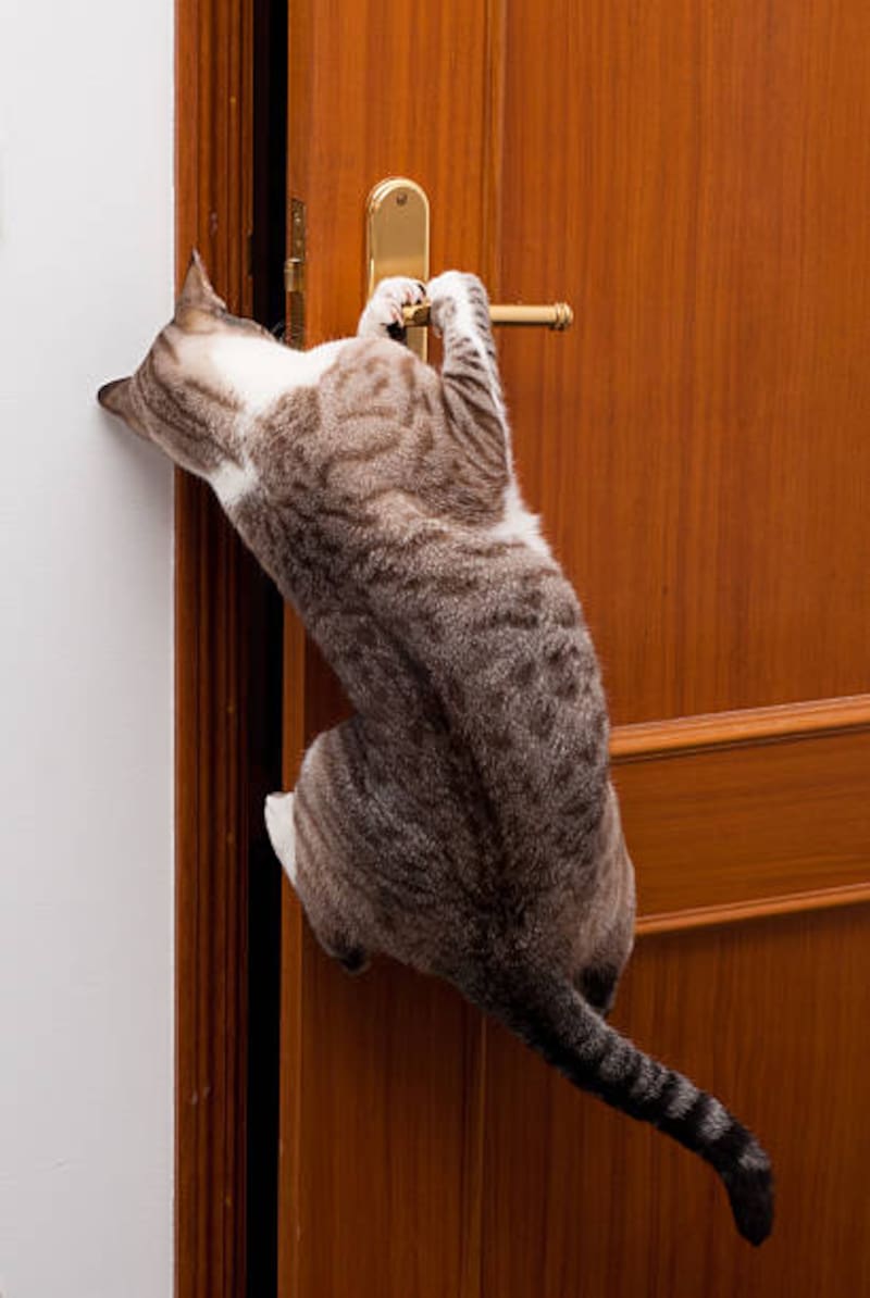 Los gatos se desesperan por las puertas cerradas por tres razones que no conocías (Fuente: iStock)