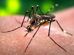 Alerta dengue: haber tenido COVID aumentaría las chances de contraerlo