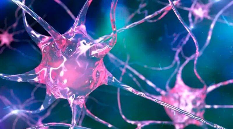 Neuronas. Fuente: Archivo.