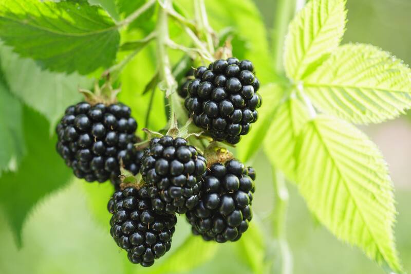 Las moras son un alimento rico en antioxidantes y proteínas ideales para mejorar la salud. Fuente: Shutterstock