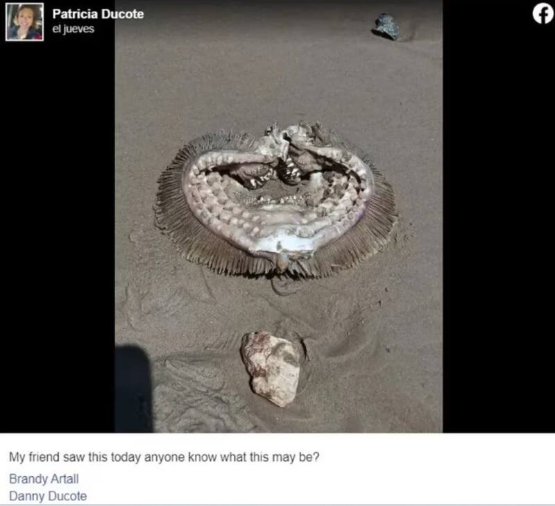 La imagen del hallazgo, compartida en redes sociales