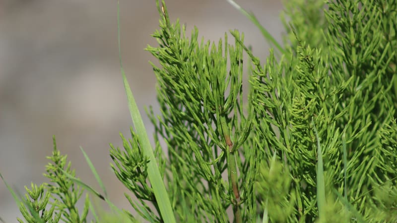 Es una hierba medicinal que destaca por sus beneficios para la salud, pero su consumo indebido puede ser perjudicial.