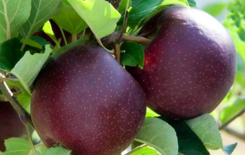 Por su profundo color oscuro esta variedad de manzana es conocida como Black Diamond. Fuente: archivo