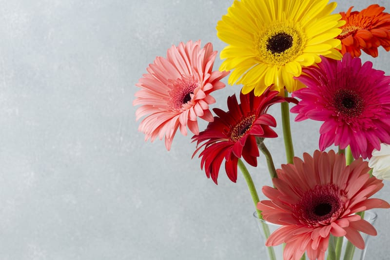 Las gerberas son perfectas para hogares con olor a humor. (Foto: Pixabay)
