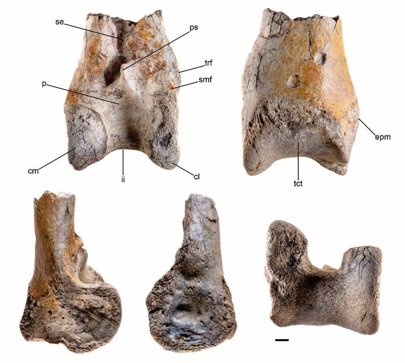 Huesos de Phorusrhacid que fueron hallados en una reciente expedición (Fuente: EFE)