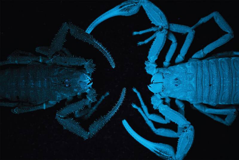 Tityus achilles (izq.) y otra especie colombiana en laboratorio. Foto: (Léo Laborieux/ Zoological Journal of the Linnean Society).
