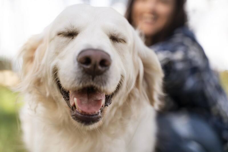 Los perros recuerdan a través de sensaciones, como voces y olores, en lugar de imágenes. (Foto: Freepik)