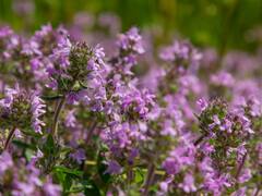 Alivio al instante: la hierba antitusiva que quita la tos y elimina las flemas en 5 minutos