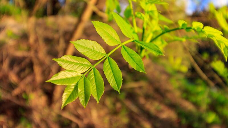 El fresno es uno de los árboles más utilizados en parques urbanos por su amplia sombra y bajo mantenimiento. (Foto: www.fundacionaquae.org)