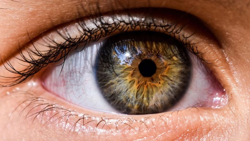 Científicos españoles descubren una sustancia química que frena el desarrollo del glaucoma