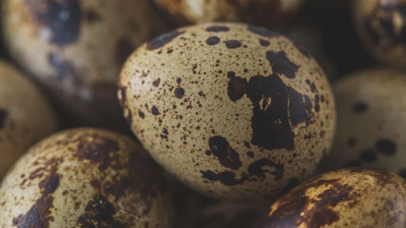 El hallazgo fue realizado durante una campaña de excavación en una de las zonas más ricas en restos del Cretácico.