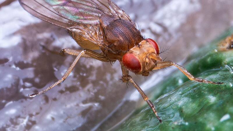 El extraño saco hallado en este país de Europa contiene un animal invertebrado muy particular.