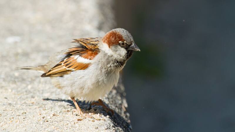 El ave tiene diferencias marcadas con ejemplares similares que habitan en regiones aldeñas.