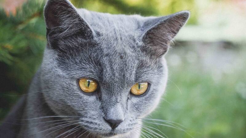 Según el estudio, si un gato te muestra los dientes, se trata de una comunciación agresiva.