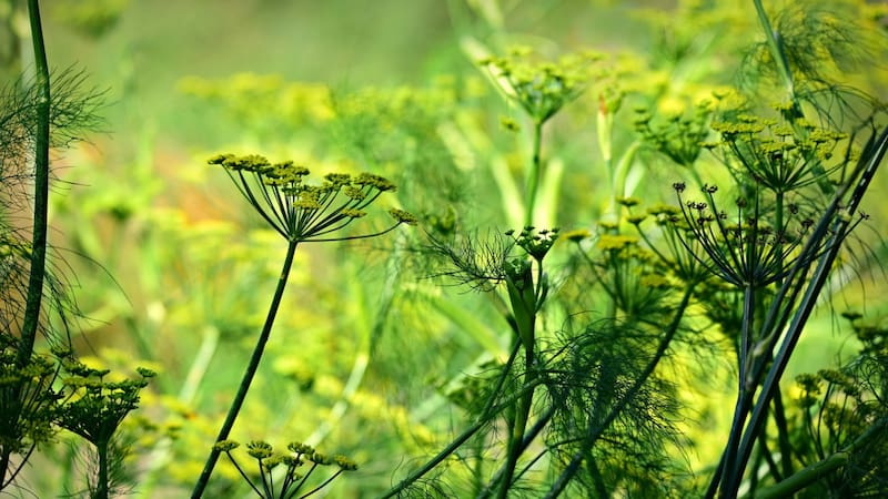 <div class="migrated-promo-image__description"><div class="migrated-promo-image__source">Fuente: Pixabay</div></div>