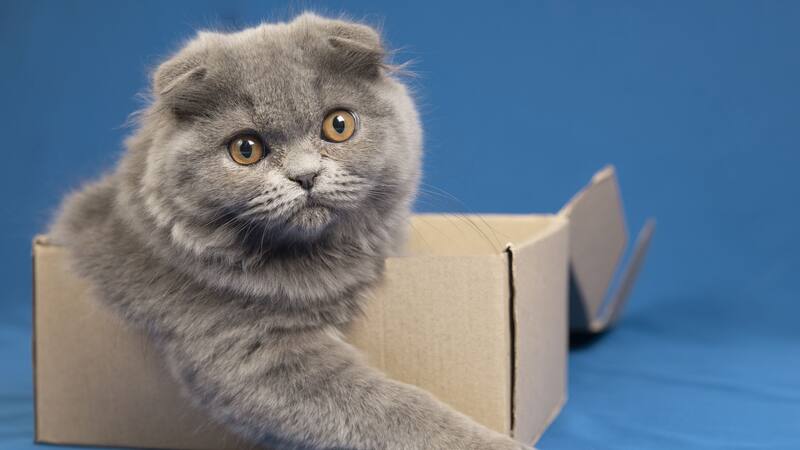 Meterse en una caja estimula el instinto depredador del gato, activando sus sentidos para cazar y explorar.