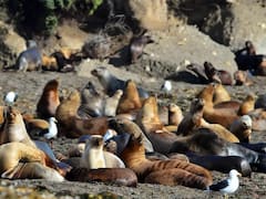 Se confirmó la causa de la extraña muerte de decenas de lobos marinos en Necochea y Santa Cruz