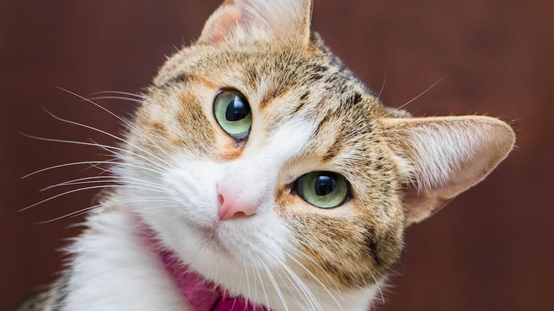 Por qué los gatos se desploman en el piso cuando los dueños vuelven a sus casas, según los expertos en mascotas.