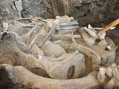 Increíble descubrimiento que cambiará lo que sabíamos de la vida | Recuperan ADN de mamuts en México