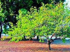 Los árboles que no levantan la vereda, tienen pocas raíces y atraen todo tipo de pajaritos