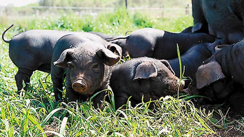 Canadá se sumaría recién en 2017 a la lista de exportadores de cerdo hacia la Argentina