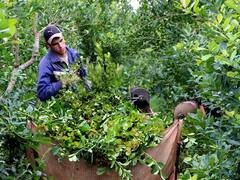 Yerba y té: alertan que por presión de piqueteros faltan trabajadores para la cosecha